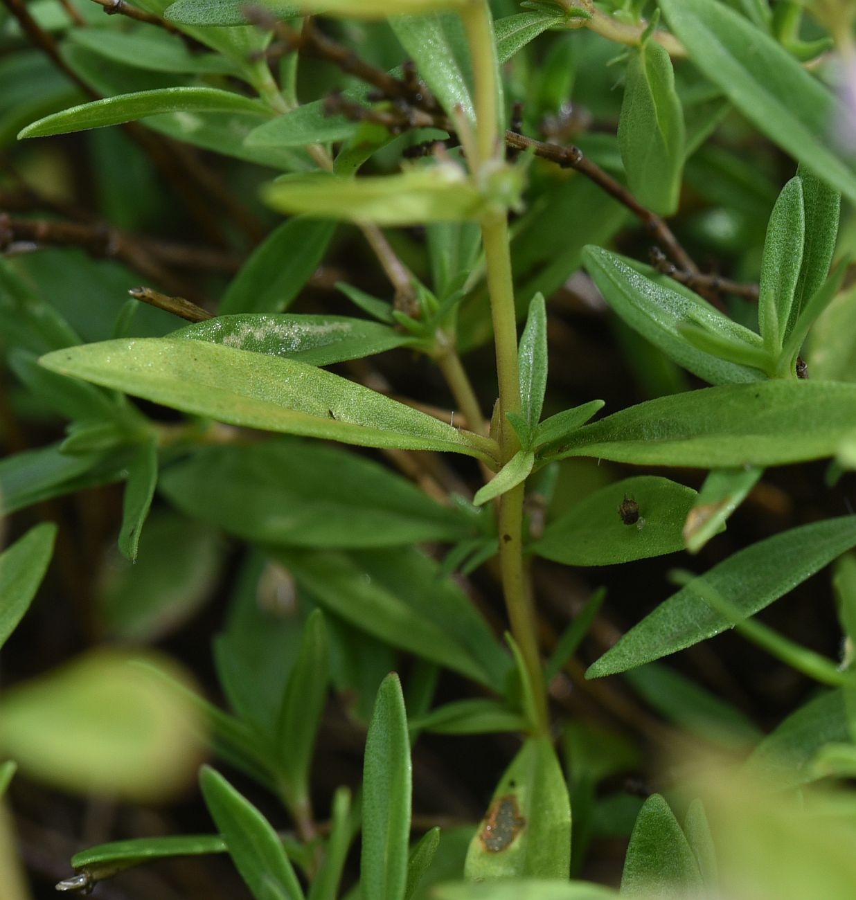Image of genus Thymus specimen.
