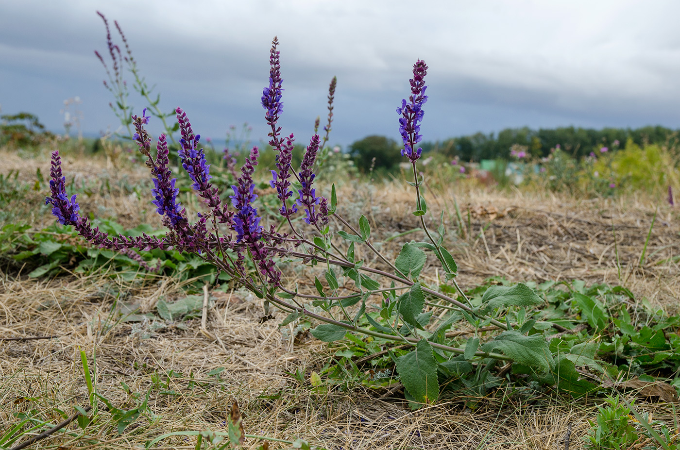 Изображение особи Salvia tesquicola.