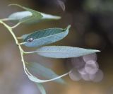 род Salix
