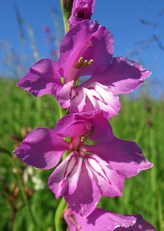 Image of Gladiolus imbricatus specimen.