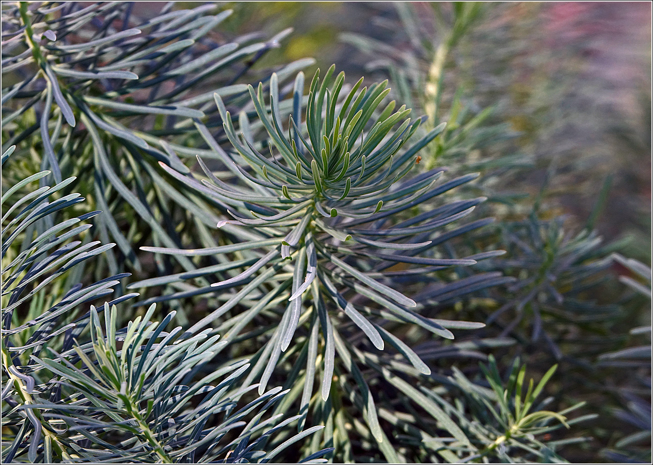 Изображение особи Euphorbia cyparissias.