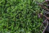 Stereodon pallescens
