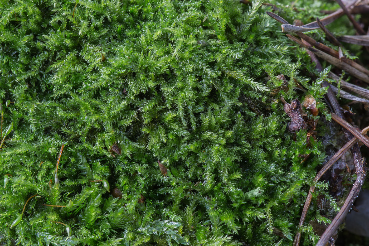 Image of Stereodon pallescens specimen.