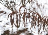 Aruncus dioicus