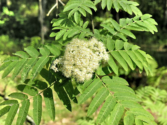 Image of Sorbus aucuparia specimen.