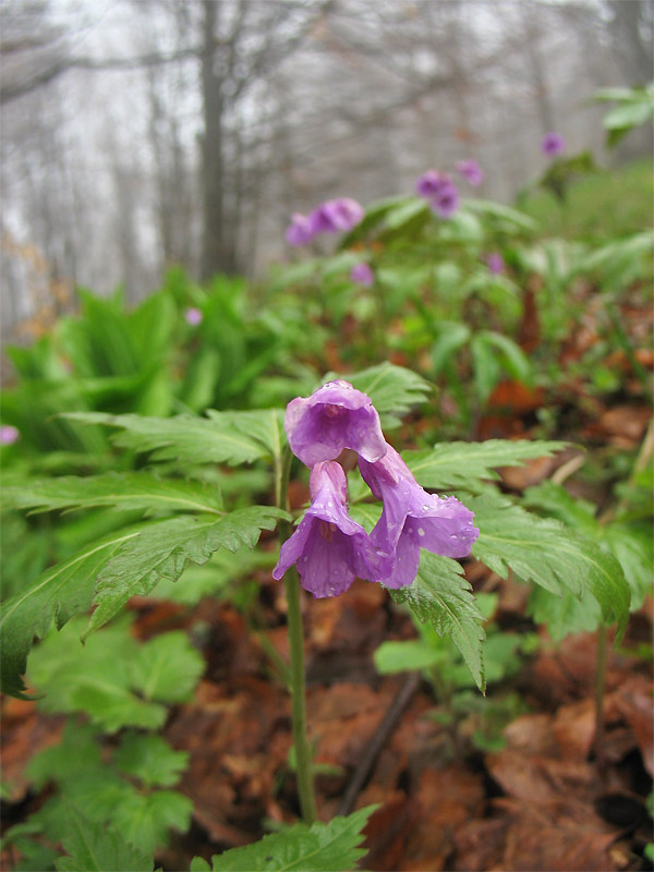 Изображение особи Cardamine glanduligera.