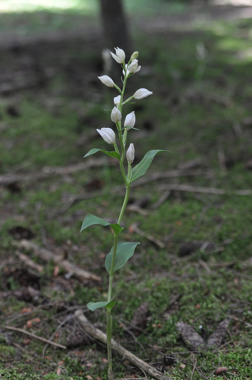 Image of Cephalanthera damasonium specimen.