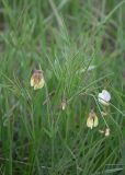 Lathyrus pannonicus