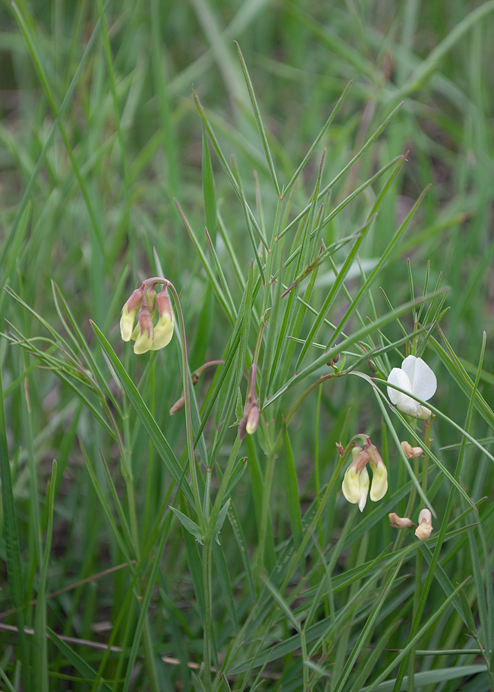Изображение особи Lathyrus pannonicus.