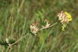 Anthyllis vulneraria. Верхушка цветущего побега с цветущим и отцветающими соцветиями. Псковская обл., Печорский р-н, окр. дер. Вастцы, подошва склона долины близ берега озера, суходольный злаково-разнотравный луг на известняке. 18.08.2024.