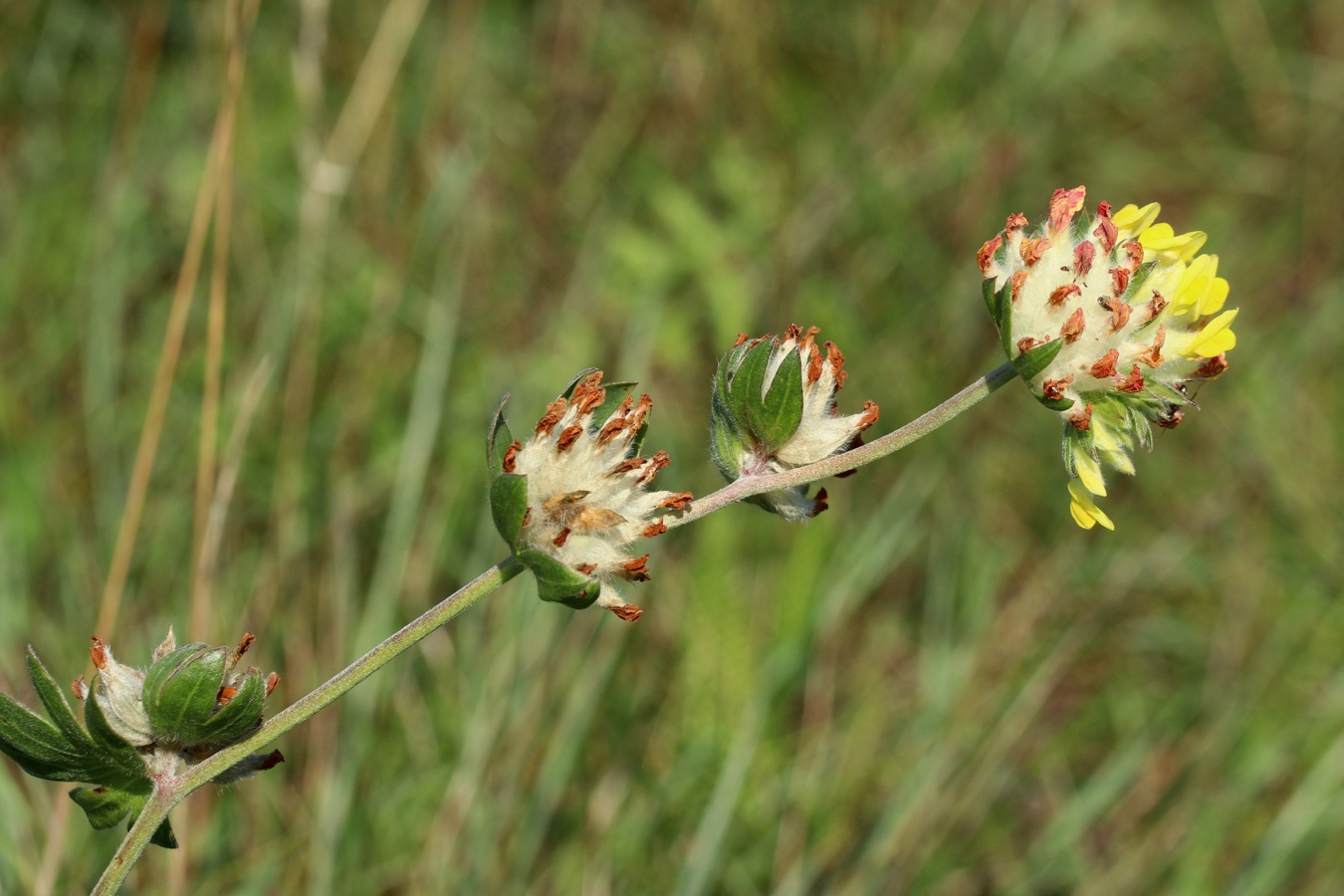 Image of Anthyllis vulneraria specimen.