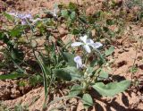 Matthiola stoddartii