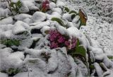 Bergenia crassifolia