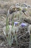 Pulsatilla grandis