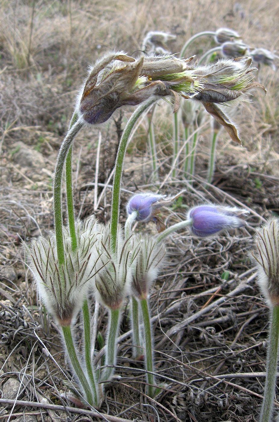 Изображение особи Pulsatilla grandis.