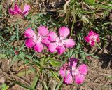 Dianthus oschtenicus. Цветки и листья. Кабардино-Балкария, Черекский р-н, гора Фытын, 2260 м н.у.м., альпийский луг на вершине. 29.07.2024.