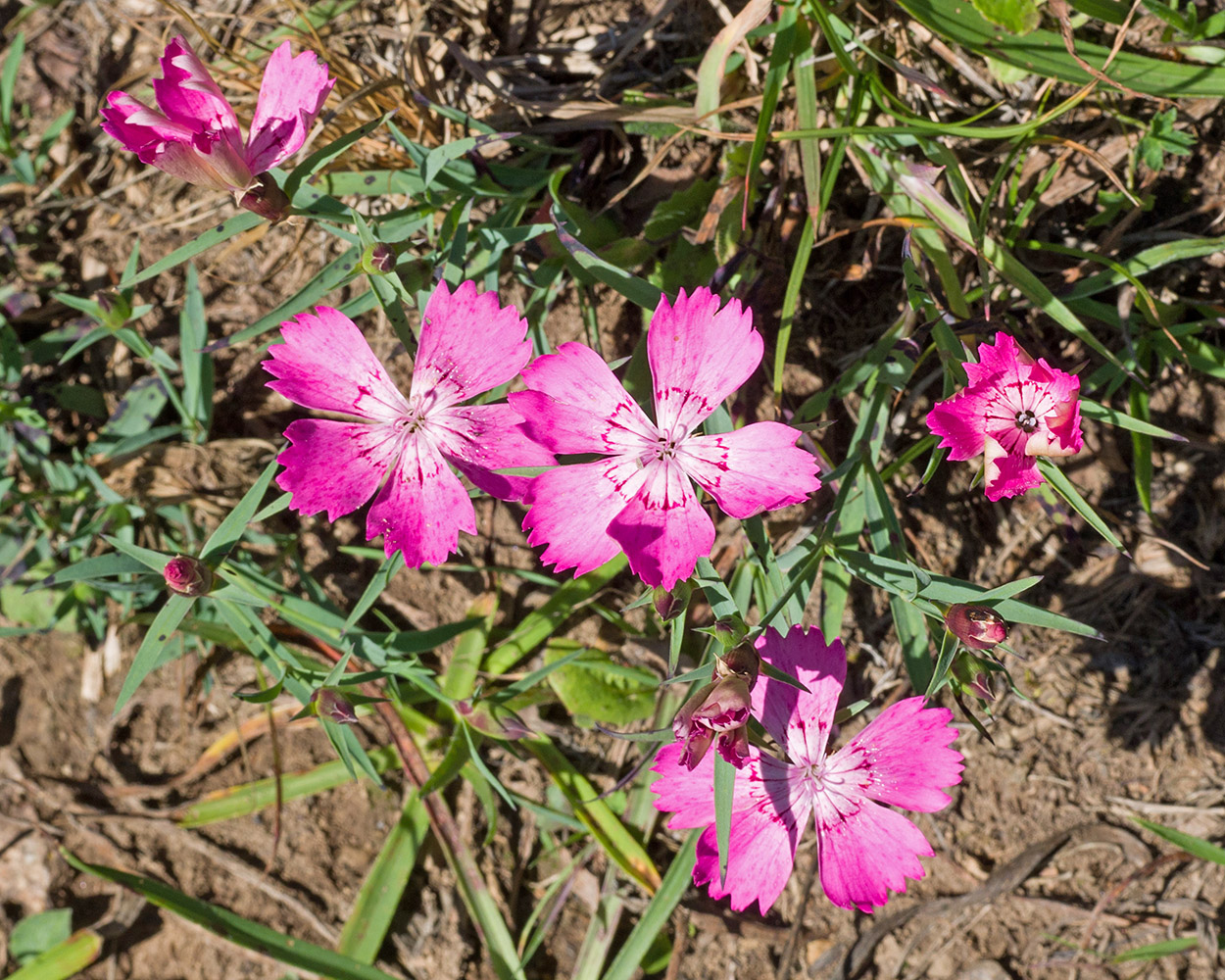 Image of Dianthus oschtenicus specimen.