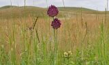 Allium rotundum