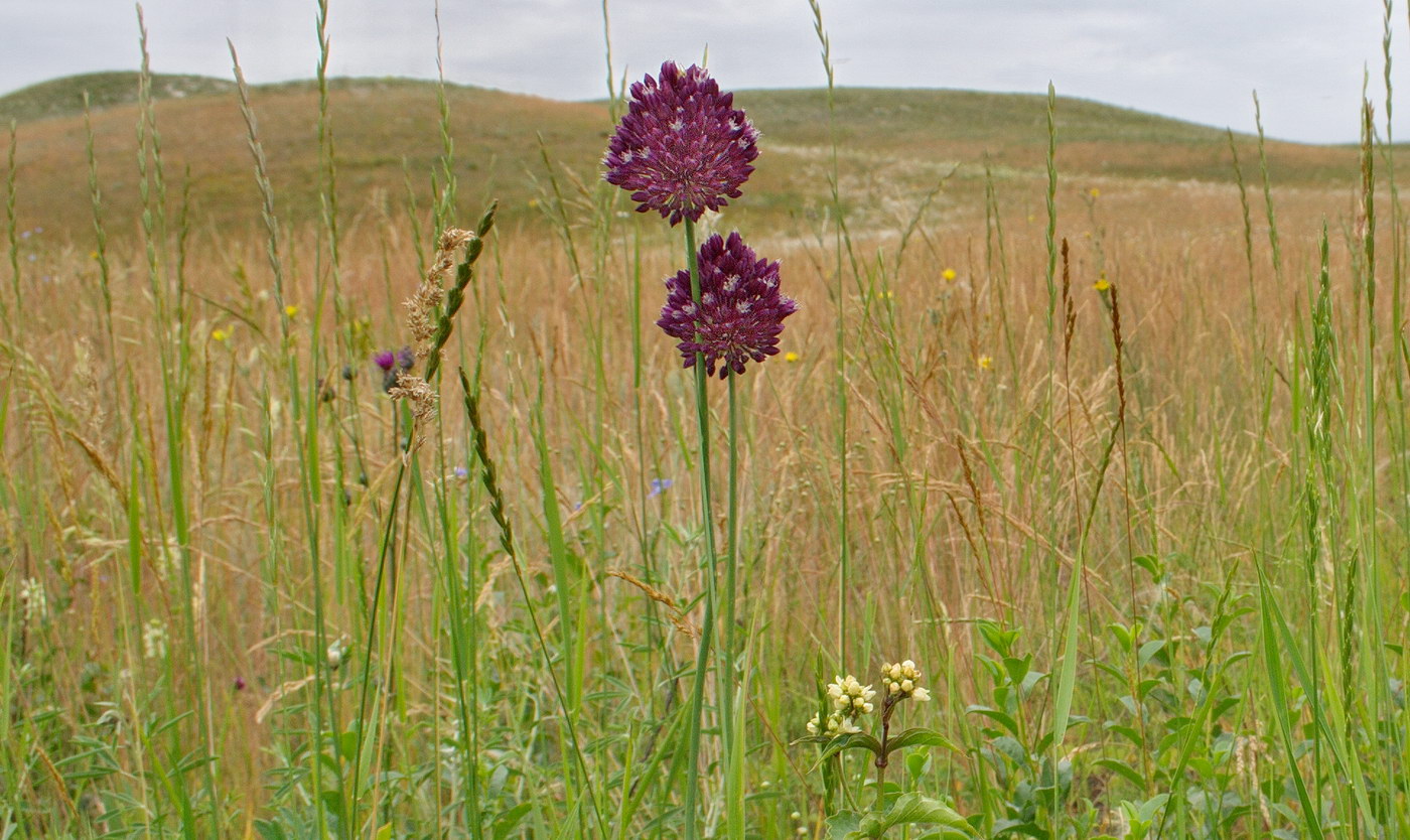 Изображение особи Allium rotundum.
