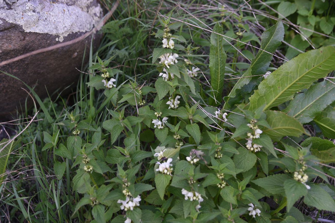 Image of Lamium album specimen.