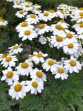 Pyrethrum corymbosum