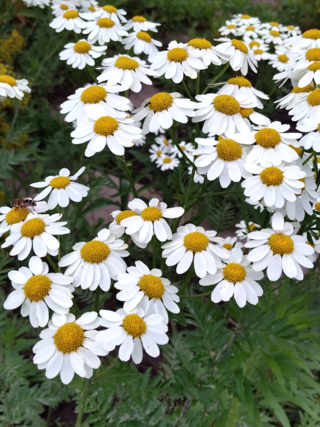 Image of Pyrethrum corymbosum specimen.