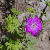 Geranium sanguineum