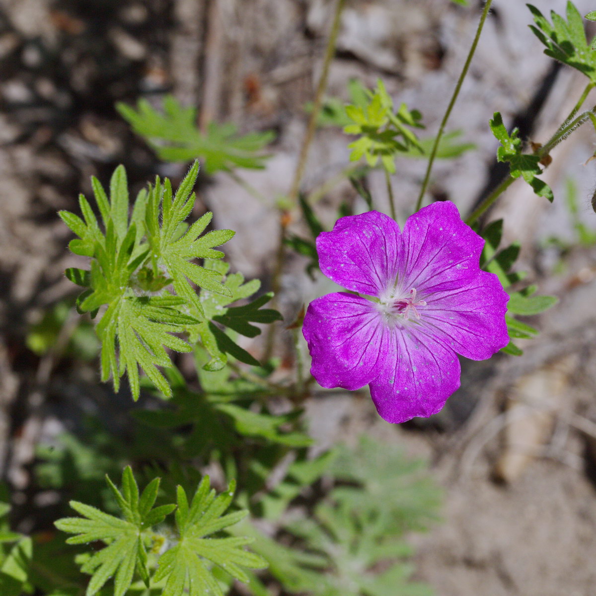 Изображение особи Geranium sanguineum.