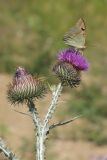 Onopordum acanthium