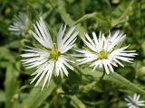 Fimbripetalum radians