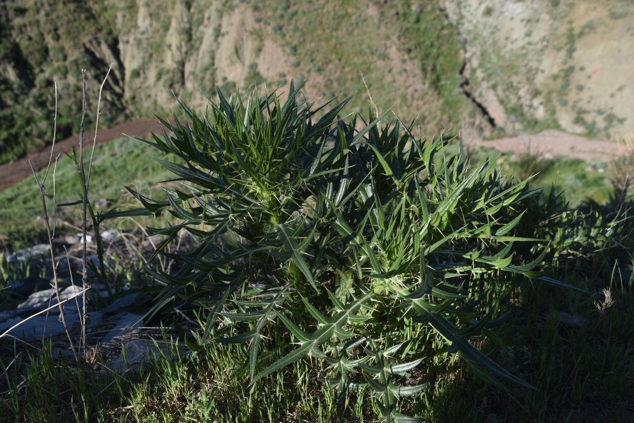 Image of genus Cirsium specimen.