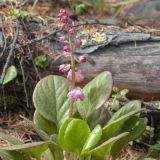 Pyrola incarnata