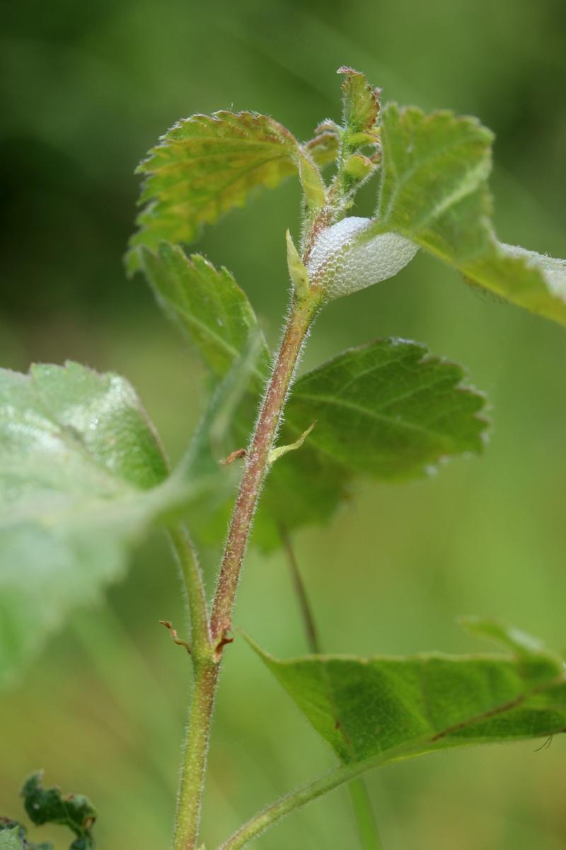 Изображение особи Betula pubescens.