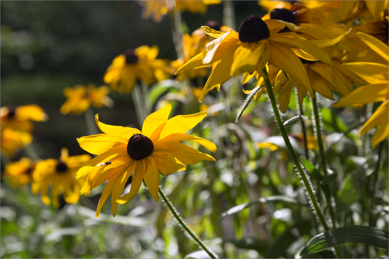 Изображение особи Rudbeckia hirta.