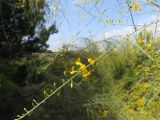 Gonocytisus angulatus