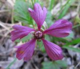 Rubus arcticus