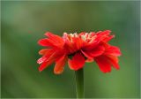 Zinnia elegans. Соцветие (махровая форма). Московская обл., Раменский р-н, окр. дер. Хрипань, садовый участок. 18.08.2025.