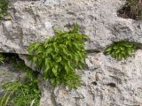 genus Campanula. Вегетирующие растения. Карачаево-Черкесия, Зеленчукский р-н, гора Джангур, ≈ 1500 м н.у.м., в расщелине известняковой скалы. 04.06.2025.