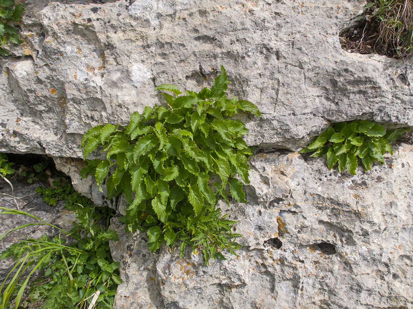 Image of genus Campanula specimen.