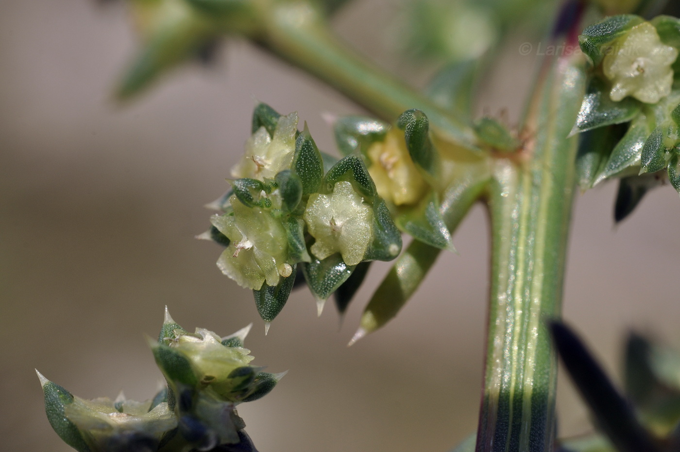 Изображение особи Salsola komarovii.
