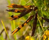 Смотреть изображение Lathyrus japonicus подвид pubescens