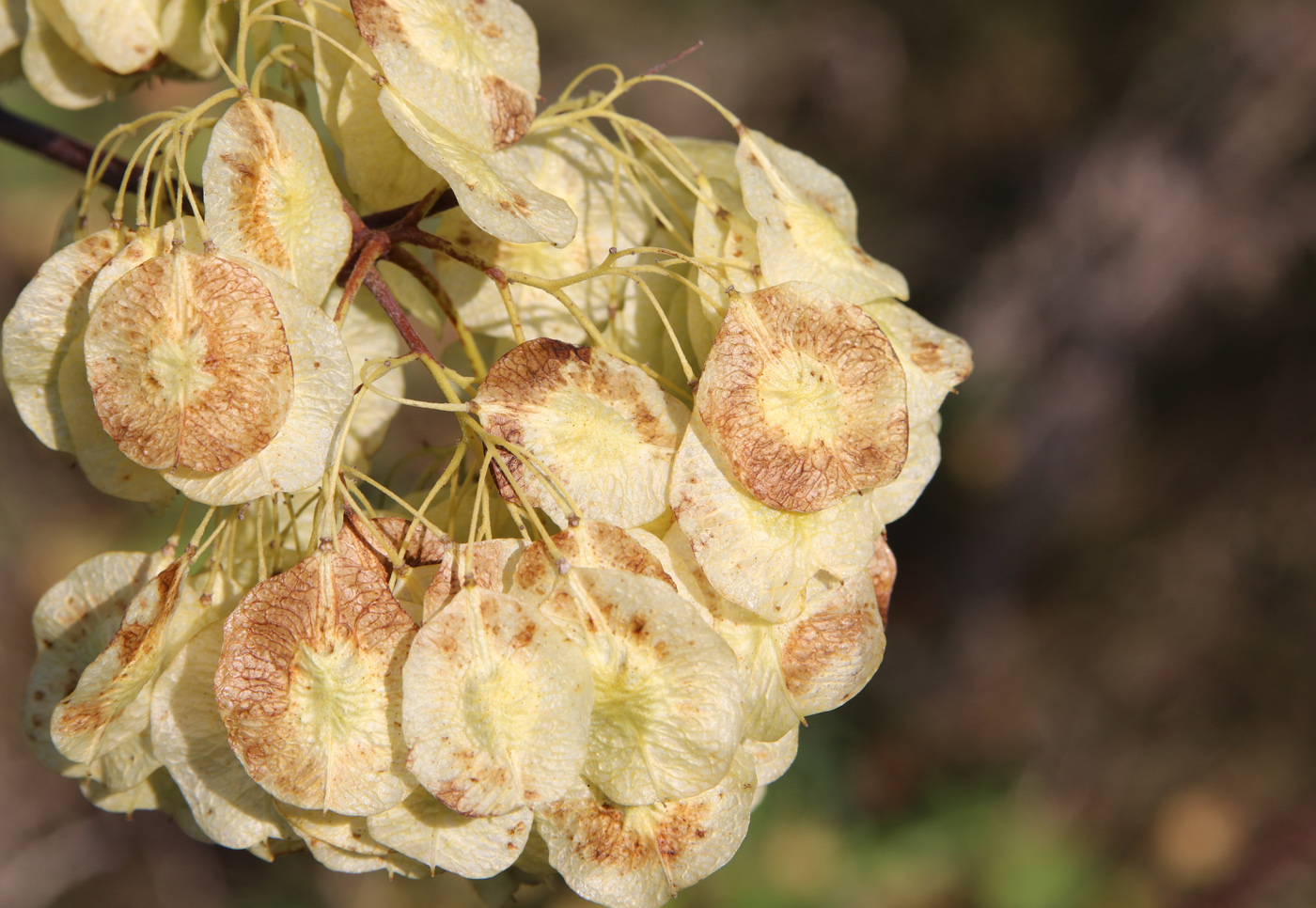 Изображение особи Ptelea trifoliata.