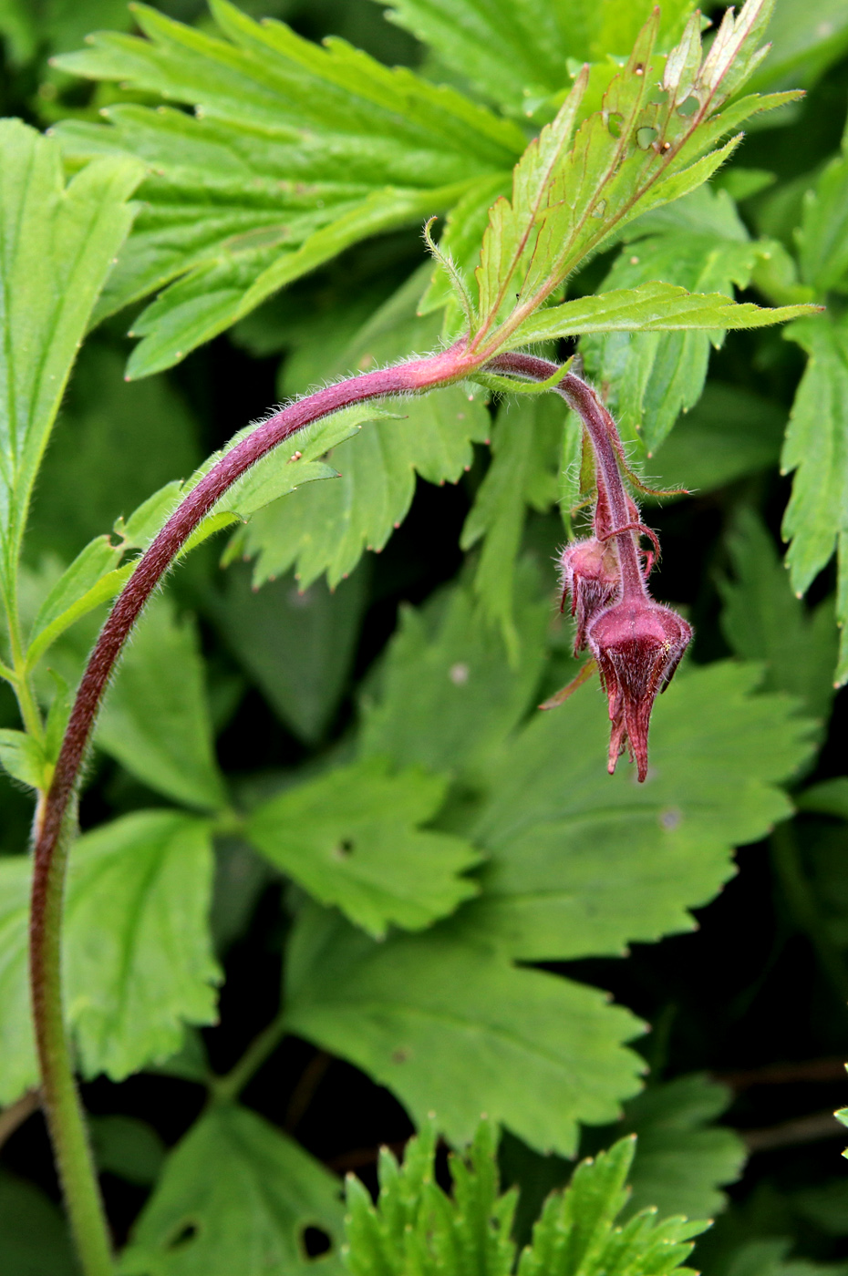 Image of Geum rivale specimen.