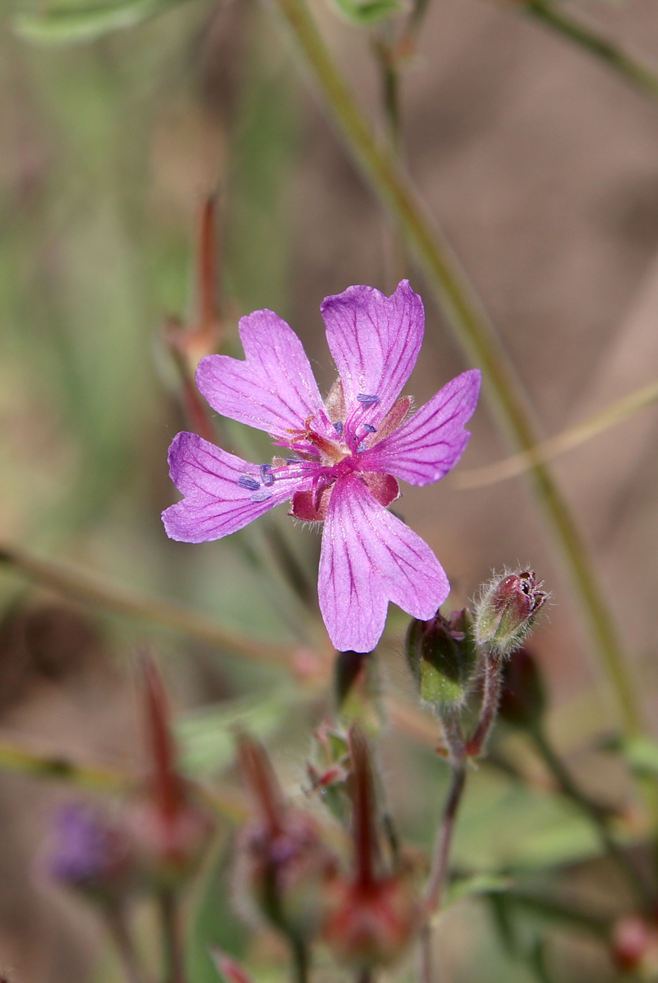 Изображение особи Geranium tuberosum.