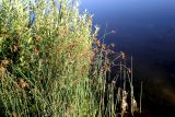 Schoenoplectus lacustris. Цветущие и плодоносящие растения. Белгородская обл., Ракитянский р-н, окр. с. Венгеровка; правый берег р. Пена. 7 июля 2021 г.