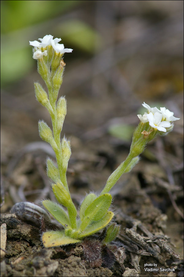 Изображение особи Myosotis litoralis.