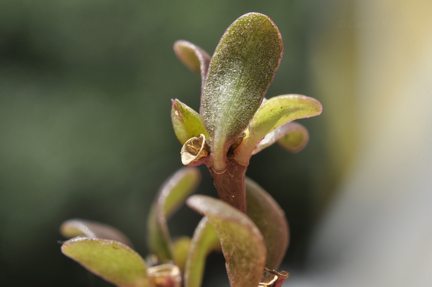 Image of Portulaca oleracea specimen.