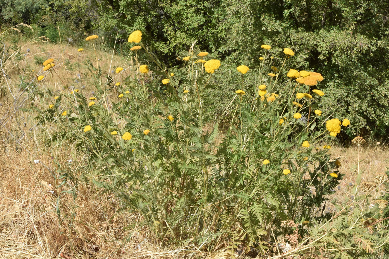 Image of Achillea filipendulina specimen.