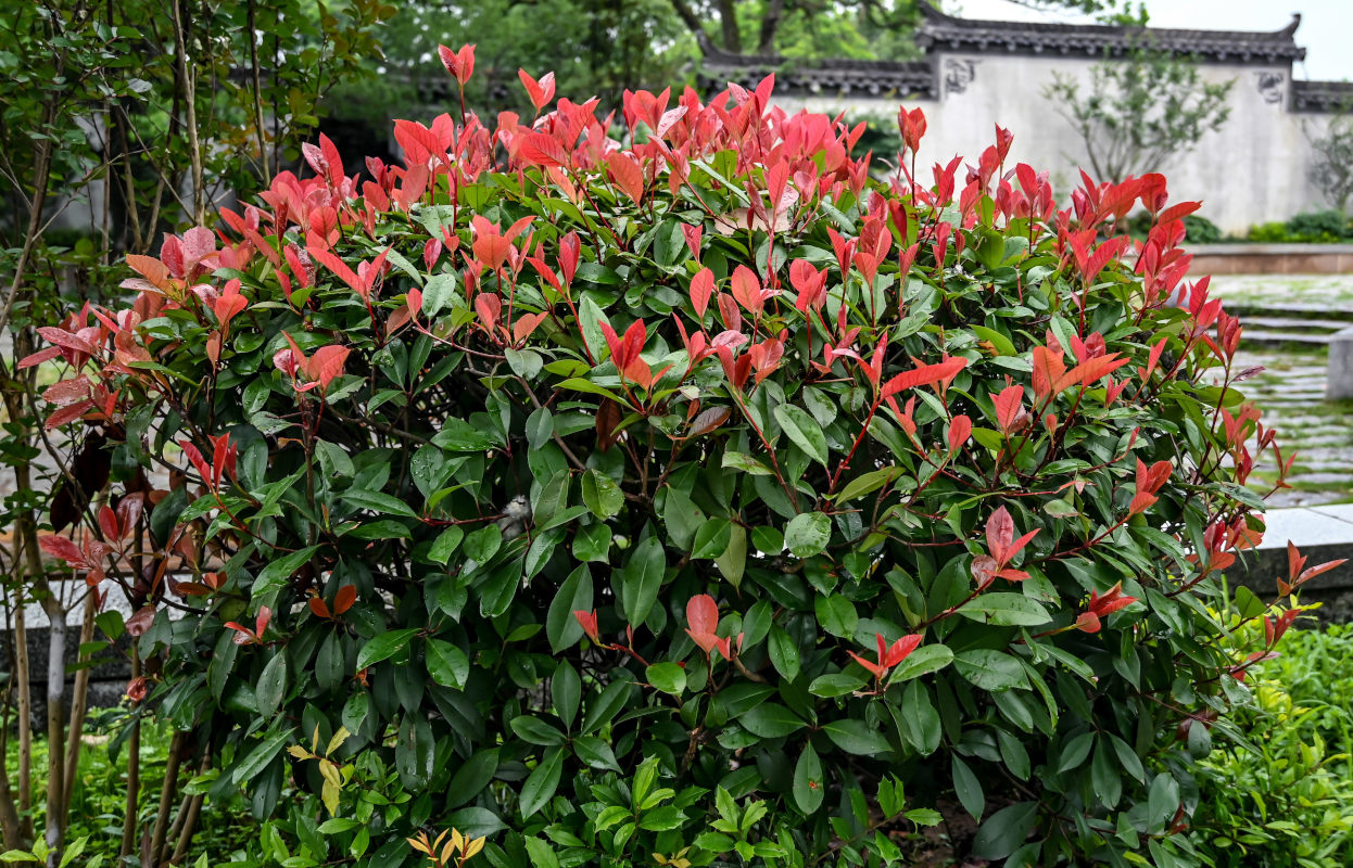 Изображение особи Photinia × fraseri.