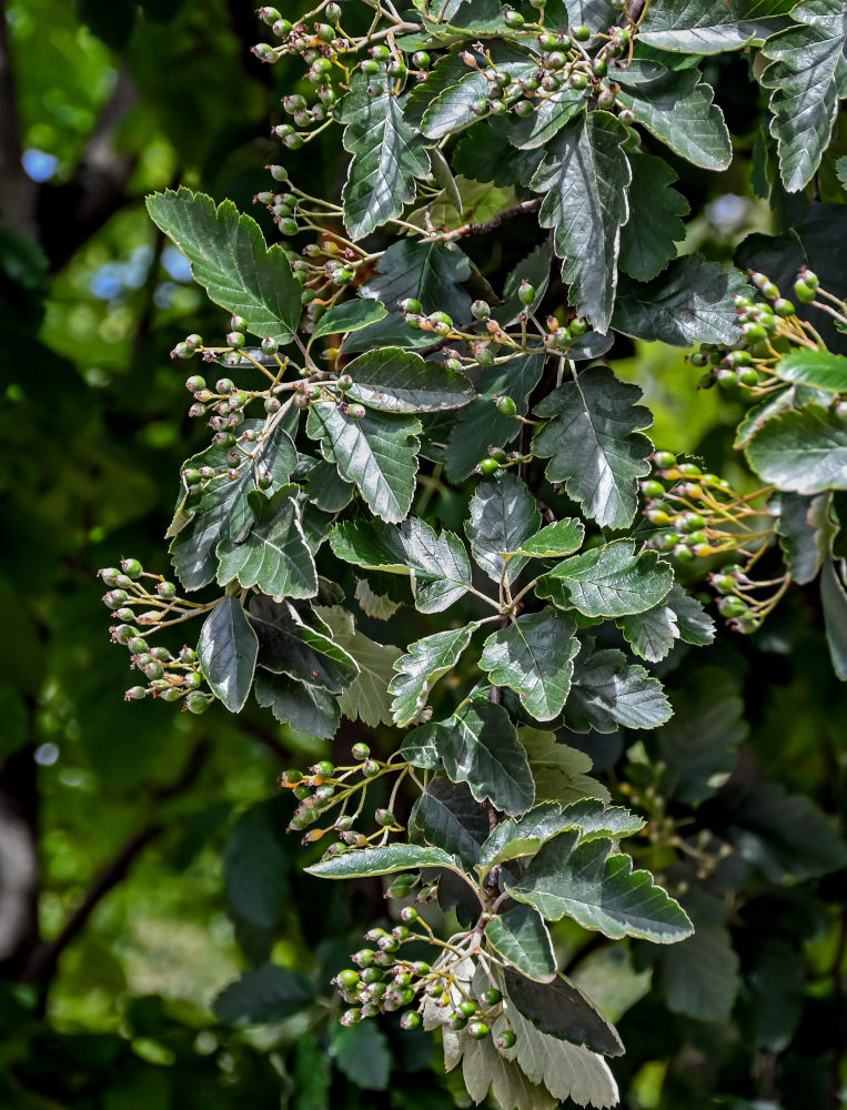 Изображение особи Sorbus intermedia.